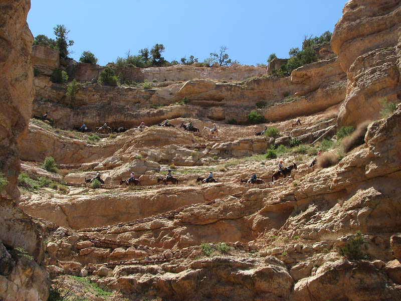 Grand Canyon - Poor Mules climbing